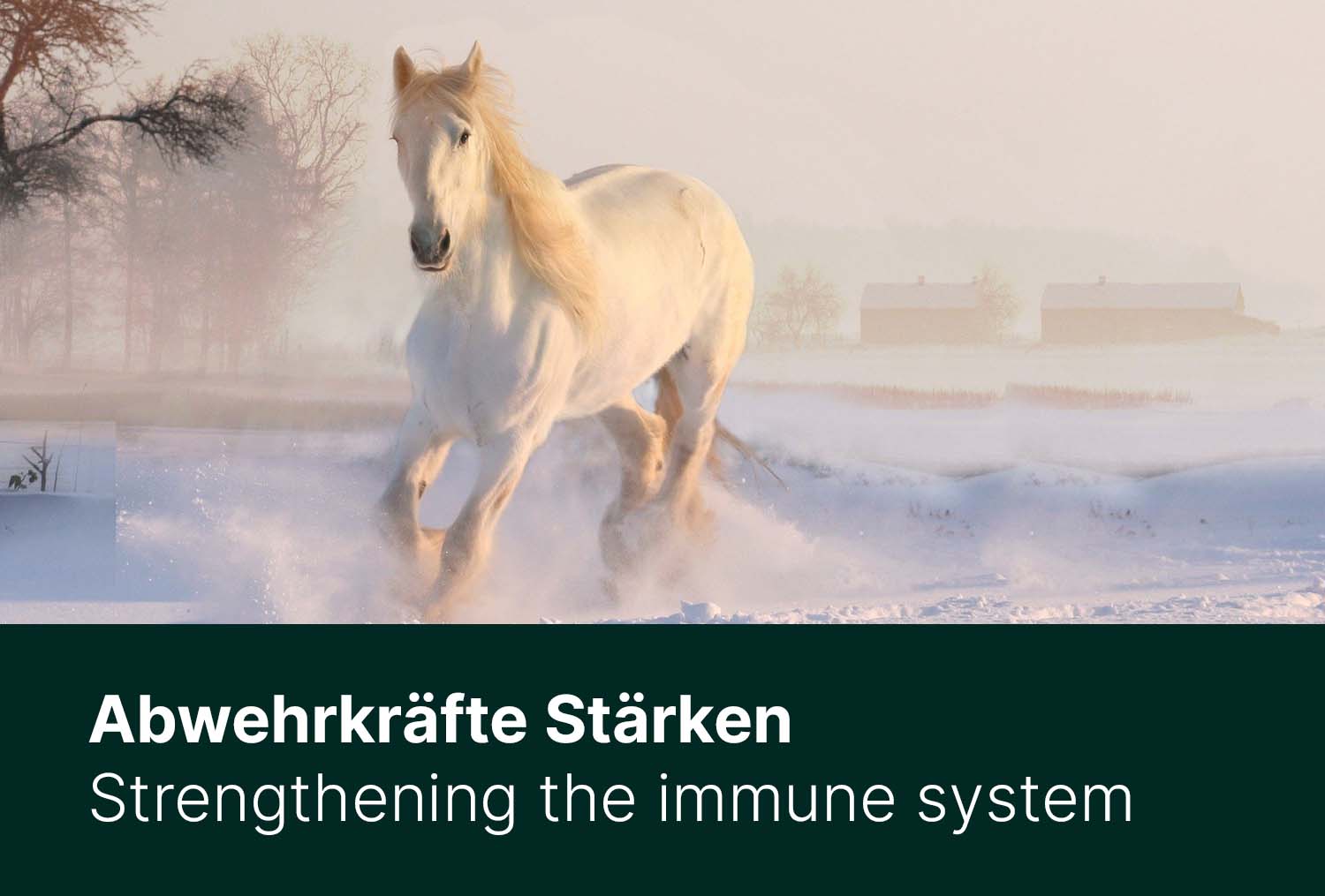 Abwehrkräfte stärken - Haltung, Fütterung und Bewegung im Winter