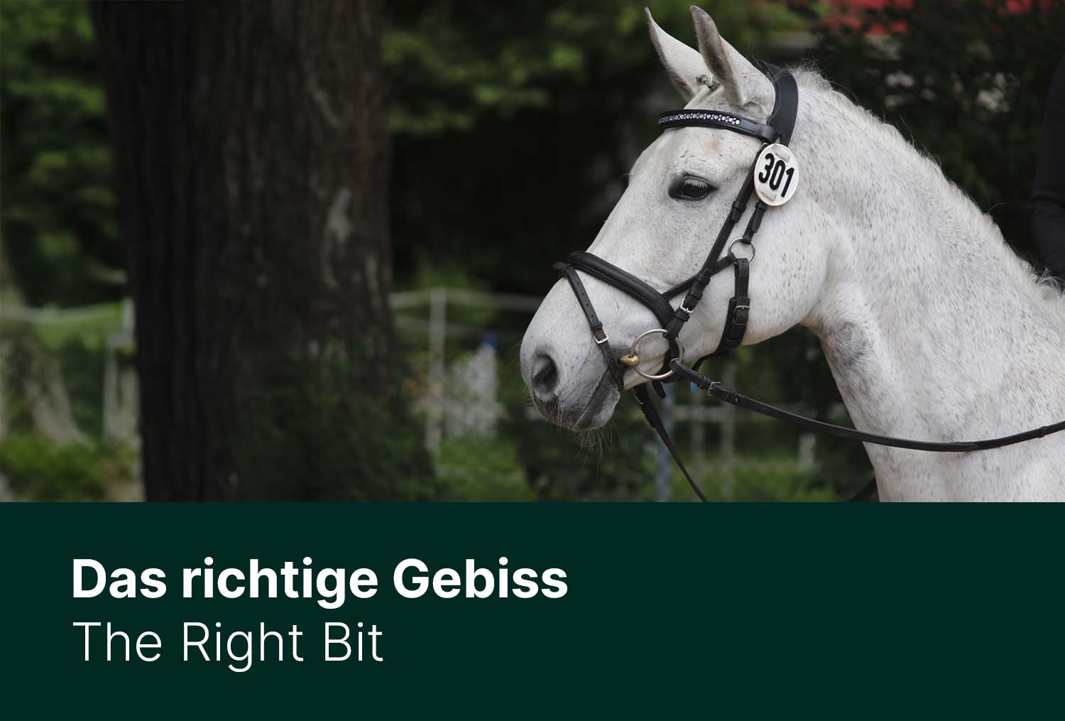 Das richtige Gebiss – ein Zusammenspiel aus vielen Faktoren