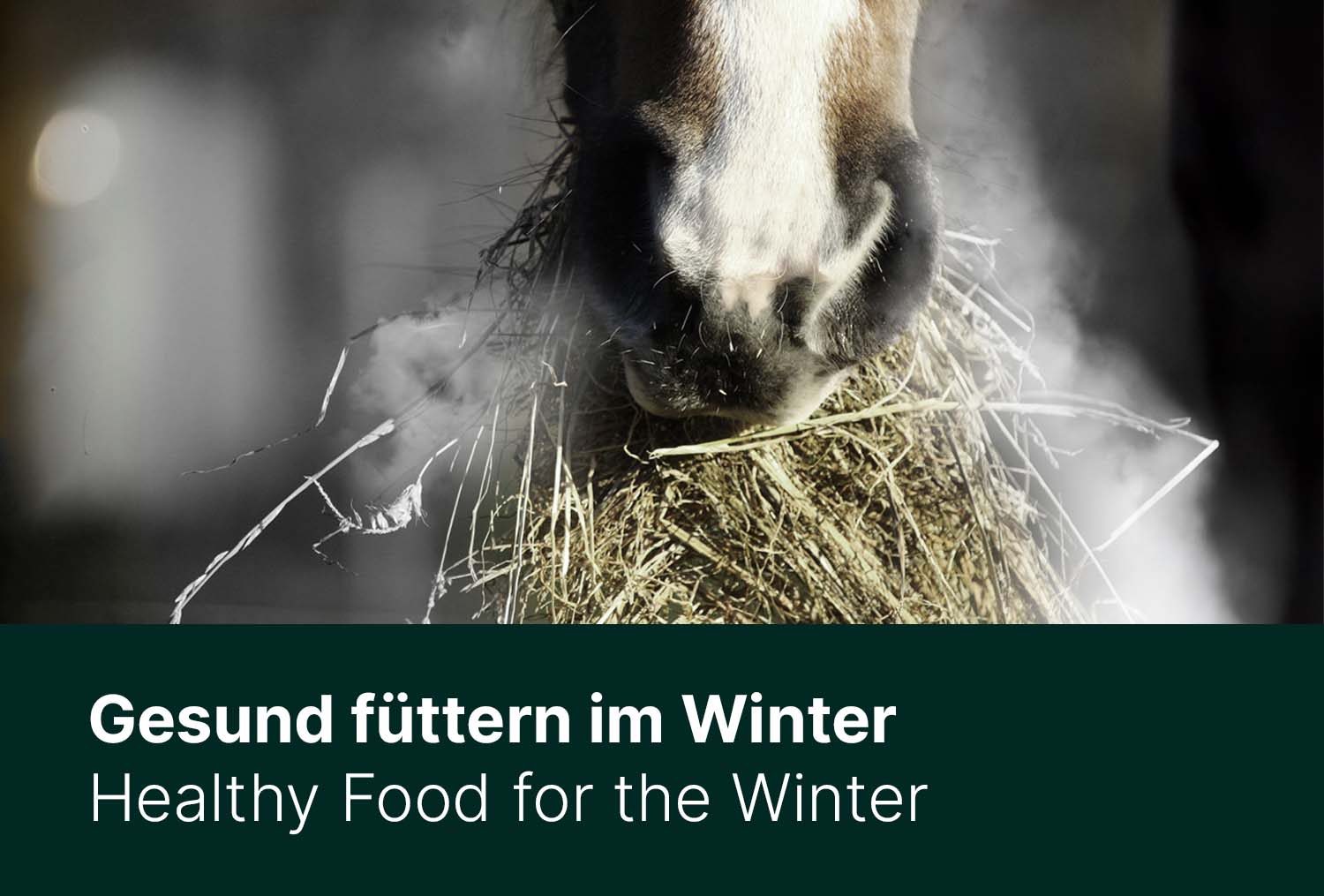 Gesund füttern im Winter