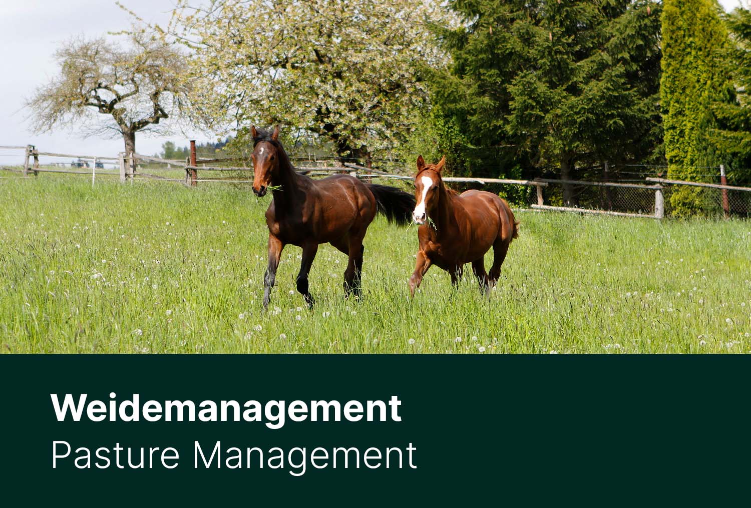 Weidemanagement
