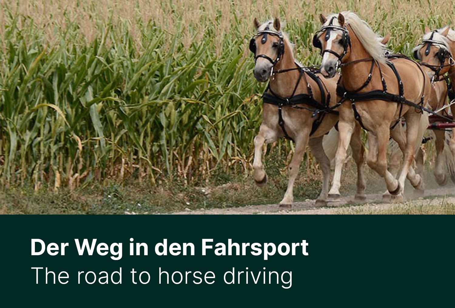 Der Weg in den Fahrsport