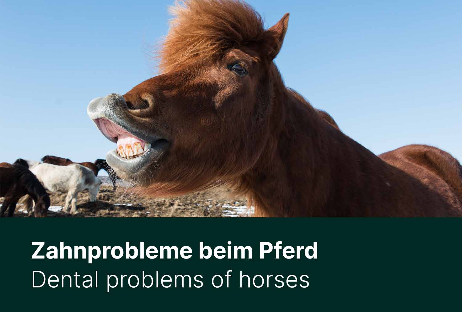 Zahnprobleme beim Pferd