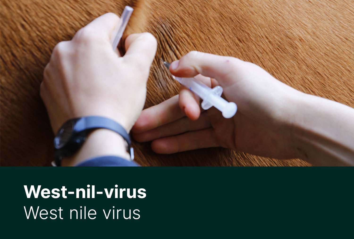 West-Nil-Virus – ein Überblick