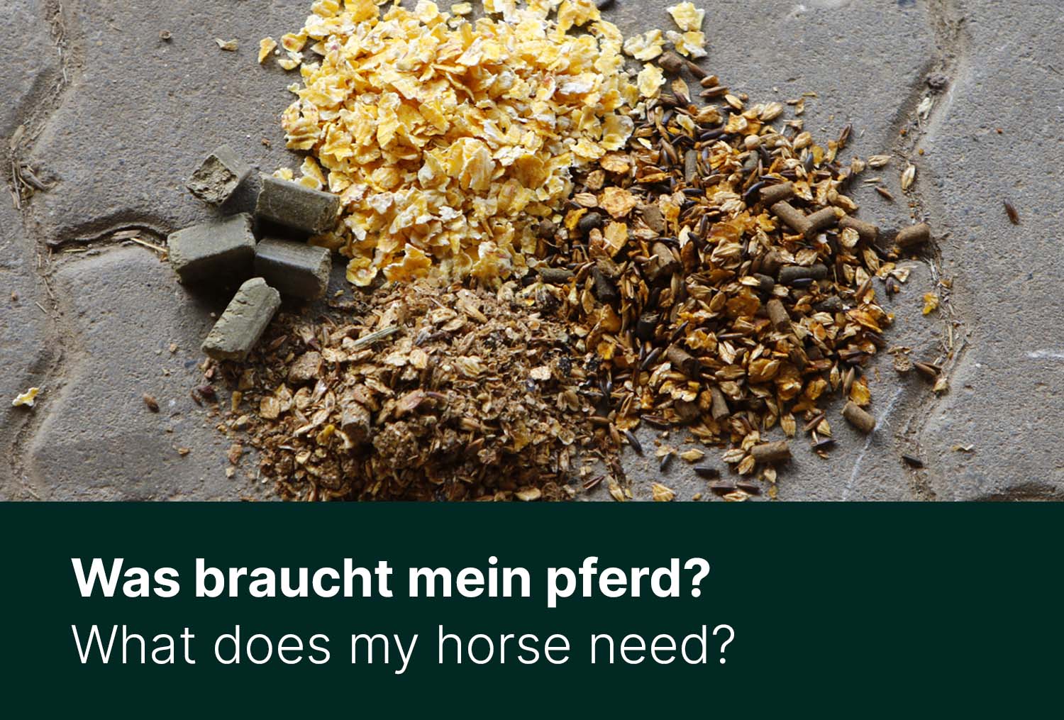 Was braucht mein Pferd? – Ein Blick auf die Fütterung