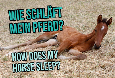 Wie schläft mein Pferd?