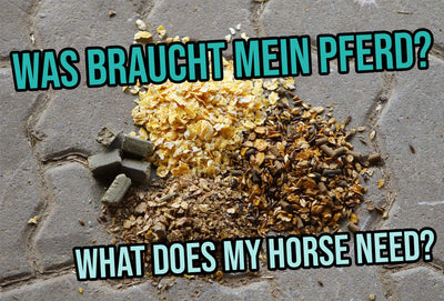 What Does my Horse Need? – A Look at Feeding