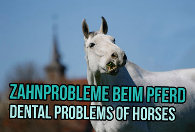 Zahnprobleme beim Pferd